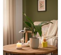 Aspidistra Houseplant in Olive Ceramic Pot - Beautiful Indoor Plant with Pot Included, Easy Care Decor for Home or Office, Luxe Leaf Plants