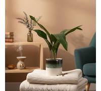 Aspidistra Indoor Houseplant with Ocean Ceramic Pot - Elegant Greenery for Home Decor - Pot Included - Luxe Leaf Plants UK
