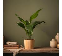 Aspidistra Plant in Rustic Ceramic Pot Included - Lush Houseplant for Home & Office Decor