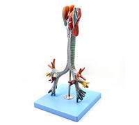 Assembly Educational Model Throat Model Anatomical Throat Tracheal Bronchial Human Anatomy Science Models Human Organ Anatomy Model for Educational