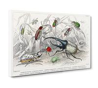 Assortment Of Beetles Pl. 71 By Oliver Goldsmith Canvas Print | Gallery Wrapped 30mm Frame Wall Art | 30x20 inches | Ready to Hang | Retro Picture | Living Room Bedroom Lounge Office