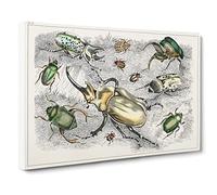 Assortment Of Beetles Xlii By Oliver Goldsmith Canvas Print | Gallery Wrapped 30mm Frame Wall Art | 30x20 inches | Ready to Hang | Retro Picture | Living Room Bedroom Lounge Office