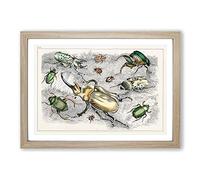 Assortment of Beetles XLII by Oliver Goldsmith Framed Print | A2 Oak Framed Wall Art | Ready to Hang | Modern Nature Picture | Living Room Bedroom Lounge Office