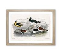 Assortment of Birds by Oliver Goldsmith Framed Print | A2 Oak Framed Wall Art | Ready to Hang | Modern Nature Picture | Living Room Bedroom Lounge Office
