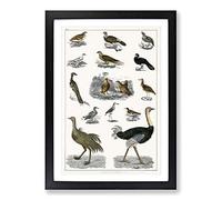 Assortment of Birds XIX by Oliver Goldsmith Framed Print | A2 Black Framed Wall Art | Ready to Hang | Modern Nature Picture | Living Room Bedroom Lounge Office