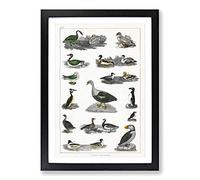 Assortment of Birds XXIX by Oliver Goldsmith Framed Print | A2 Black Framed Wall Art | Ready to Hang | Modern Nature Picture | Living Room Bedroom Lounge Office