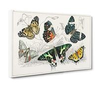 Assortment Of Butterflies Xl By Oliver Goldsmith Canvas Print | Gallery Wrapped 30mm Frame Wall Art | 20x14 inches | Ready to Hang | Retro Picture | Living Room Bedroom Lounge Office