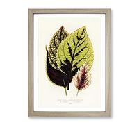 Assortment Of Leaves By Benjamin Fawcett Vintage Framed Print | A3 Oak Framed Wall Art | Ready to Hang | Classic Floral Picture | Living Room Bedroom Lounge Office