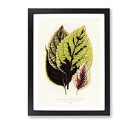 Assortment Of Leaves By Benjamin Fawcett Vintage Framed Wall Art Print, Ready to Hang Picture for Living Room Bedroom Home Office Décor, Black A3 (34 x 46 cm)