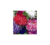 ASTER Dwarf Mixed (Michaelmas Daisy) - 24in, Double Blooms, Nectar for Late-Flying Insects, Ideal Cut Flower, 225 Seeds - SPB-9961
