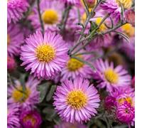 Aster 'Sarah Ballard'. 2L Plant. Perennial pink flowers. Plants for pollinators. Available from Bedwen Plants