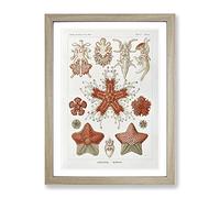 Asteridea Starfish By Ernst Haeckel Vintage Framed Print | A3 Oak Framed Wall Art | Ready to Hang | Classic Nature Picture | Living Room Bedroom Lounge Office