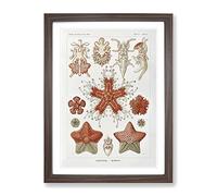 Asteridea Starfish By Ernst Haeckel Vintage Framed Wall Art Print A3 Walnut