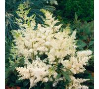 Astilbe X Arendsii White 3 Plug Plants Perennial