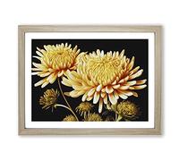 Astonishing Chrysanthemum Flowers BLK Framed Print | A4 Oak Framed Wall Art | Ready to Hang | Modern Floral Picture | Living Room Bedroom Lounge Office