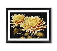 Astonishing Chrysanthemum Flowers BLK Framed Wall Art Print A2 Black