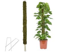 astound Moss Poles For Climbing | Moss For Plant Monstera,Handmade Plant Support Stakes For Indoor Plants Moss Poles For Climbing Plants Are Better For Plant Growth