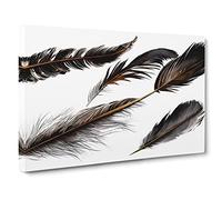 Astounding Bird Feathers Canvas Wall Art Print 30x20 Inch