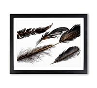 Astounding Bird Feathers Framed Wall Art Print A2 Black