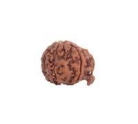 Astrotalk Ganesh Mukhi Rudraksha, remove obstacles and unlock success, wisdom, protection and confidence, holy Rudraksha bead for women and men, XS, wood, without precious stones