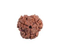 Astrotalk Nepal Origin 3 Mukhi Rudraksha | Ignite Self-Transformation and Confidence | Emotional Healing, Mental Clarity and Strength | Rudraksh's Sacred Bead for Women and Men, One Size, Rudraksha