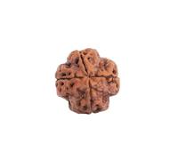 Astrotalk Nepal Origin 4 Mukhi Rudraksha | Stimulates Creativity & Intellectual Growth | Clarity, Confidence & Self Expression | Sacred Rudraksha Bead for Men & Women, One Size
