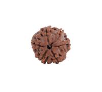 Astrotalk Nepal Origin 6 Mukhi Rudraksha | Increase concentration and confidence | Mental clarity, willpower and success | Rudraksha holy bead for women and men, X-Small, Wood, No Gemstone