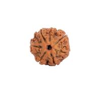 Astrotalk Nepal Origin 7 Mukhi Rudraksha | Attract Wealth & Prosperity | Financial Stability, Peace & Spiritual Growth | Sacred Rudraksha Bead for Women & Men, XS, Wood, No Gemstone
