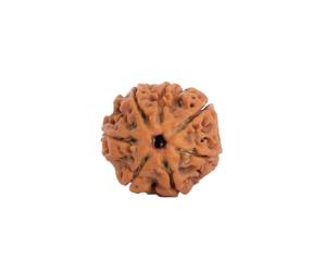 Astrotalk Nepal Origin 7 Mukhi Rudraksha | Attract Wealth & Prosperity | Financial Stability, Peace & Spiritual Growth | Sacred Rudraksha Bead for Women & Men, XS, Wood, No Gemstone
