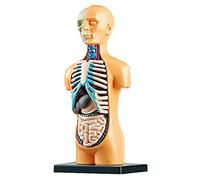 Asuinxurr 3D Removable Anatomical Human Torso Body Model for Education Toy Human Body Structure Teaching for Child Kid Student