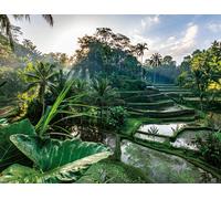 At the Heart of Bali