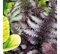 Athyrium Nipponicum Burgundy Lace Japanese Spleenwort Plug Plant