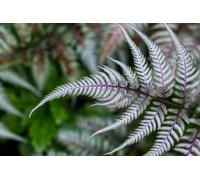 Athyrium Nipponicum Silver Falls Japanese Spleenwort Plug Plant