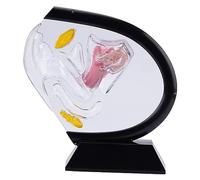 ATIJAA Transparent Uterus Model, Visible Human Vagina Anatomical Model Female Reproductive Organ Model,for Medical Educational Training Human Organ Model