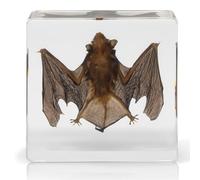 ATJOGWIN Real Bat Specimen in Acrylic for Science Education Fans of Taxidermy(Bat B)