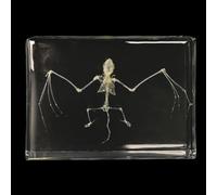 ATJOGWIN Real Bat Specimen in Acrylic for Science Education Fans of Taxidermy(Bat Bone)