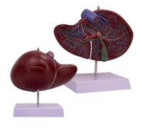 ATJSXWIN 1.5X Human Liver Anatomical Model Shows Gallbladder, Lobes, and Blood Vessel Distribution, with 17 digital markers