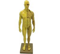 ATJSXWIN 12 Inches Human Anatomical Model with Half Body Muscle structure, Resin Art Figure Sculpture(Gold,Male)