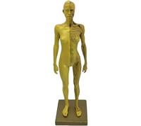 ATJSXWIN 12 Inches Human Anatomical Model with Half Body Muscle structure, Resin Art Figure Sculpture(Gold,Female)