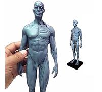 ATJSXWIN 12 Inches Human Anatomical Model with Half Body Muscle structure, Resin Art Figure Sculpture(Grey,Male)