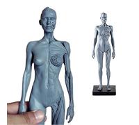 ATJSXWIN 12 Inches Human Anatomical Model with Half Body Muscle structure, Resin Art Figure Sculpture(Grey,Female)