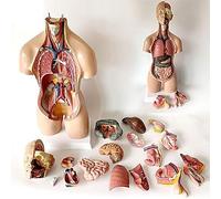 ATJSXWIN 55cm Human Torso Model, Male and Female Interchangeable Torso Model with Movable Human Organs, Human Anatomy Model, 19 Parts
