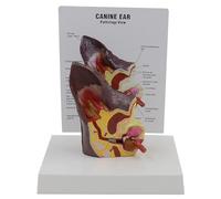 ATJSXWIN Canine Ear Anatomy Model, Half Normal and Half Pathological Dog Ear Model, Veterinary Anatomy Model