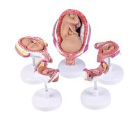 ATJSXWIN Detachable Human Embryo Development Model set of 5, Life Size Pregnant Woman Fetal Growth Stage Model