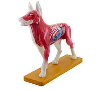ATJSXWIN Dog Body Acupuncture Moxibustion Points Anatomy Model, Animal Anatomy Model for Veterinary Teaching