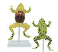 ATJSXWIN Enlarged Frog Anatomy Model, Simulated Toad Structure Anatomy Model with Detachable Internal Organs, PVC Animal Anatomy Model with Digital Marks