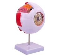 ATJSXWIN Enlarged Human Eyeball Structure Anatomical Model, Detachable Eye Model for Medical Teaching and Patient Education, with Display Stand(6X eyeball)