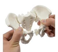 ATJSXWIN Flexible Female Pelvic Model, Elastic Pelvis with Sacrum, Hip Bone Model for Medical Teaching(Mini)