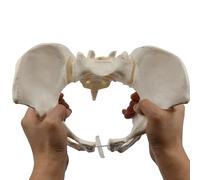 ATJSXWIN Flexible Female Pelvic Model, Elastic Pelvis with Sacrum, Hip Bone Model for Medical Teaching(Life size)