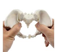 ATJSXWIN Flexible Pelvic Model, Mini Pelvis with Sacral Hip Bone Model, 15×13×7cm